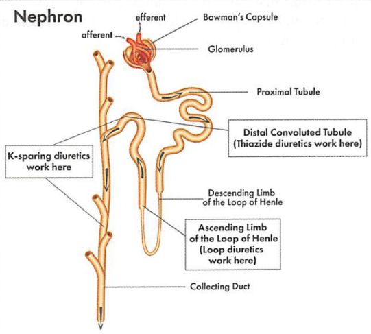 nephron